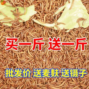 ����x����x�ӻ��w�S���x�r������x�˸����С�Bʳ��������~