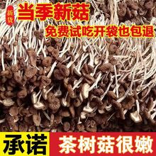 茶树菇新货古田农家香菇干货特产茶新菌菇虫草毛重煲汤非净重批发