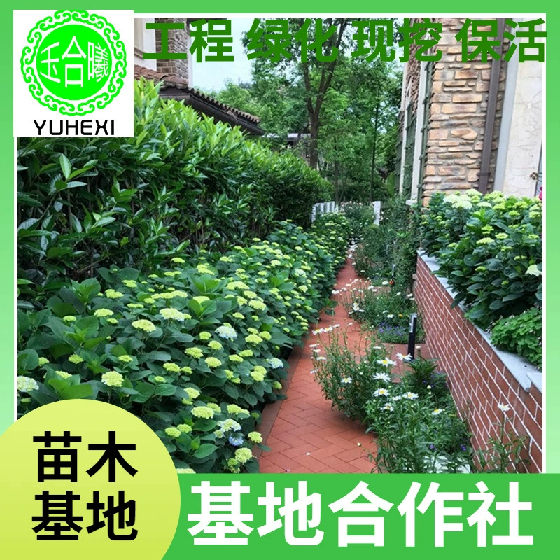 Оптовые продажи саженцев гортензии, крупноквашечные гортензии, горшечные растения гортензии, проекты по зеленению балконов и дворов, декоративные растения