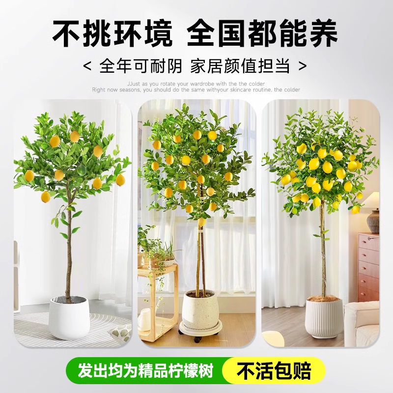 Potted Lemon Tree with Fruit, Large Indoor Plant for Living Room, Balcony, and Home Decor, Suitable for All Seasons, Removes Formaldehyde Potted Lemon Tree with Fruit, Large Indoor Plant for Living Room, Balcony, and Home Decor, Suitable for All Seasons, Removes Formaldehyde