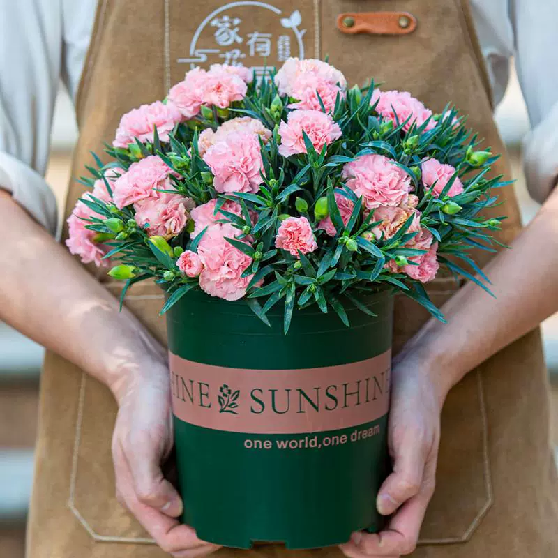 Розовое растение-гвоздика в горшке с бутонами, двулепестковые цветочные рассады, уличный внутренний балкон, четырехсезонные цветущие растения, зеленые растения и цветы.