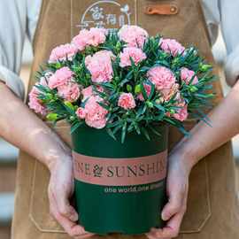粉色康乃馨盆栽带花苞重瓣花苗室外室内阳台四季开花植物绿植花卉