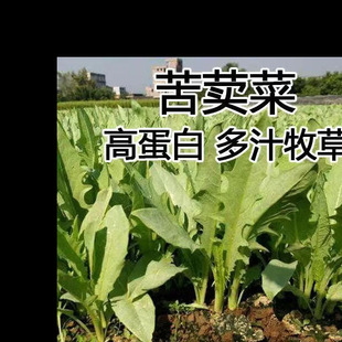 Large-Leaf Pasture Seeds, Perennial Bitter Wheat Seeds, Goose Seeds, Four-Season Bitter Wheat Seeds, Pig, Chicken, Duck, Goose and Fish Seeds