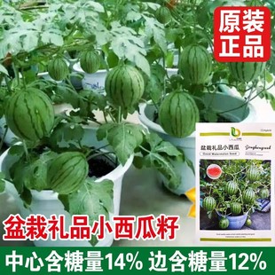 ���������۹�С���ϷN�ӟo��С�����ļ��Nֲ�̨ͥԺ����ˮ���N��