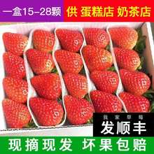 现货四季鲜草莓新鲜商用水果同城配送烘焙奶茶糖葫芦双流草莓包邮