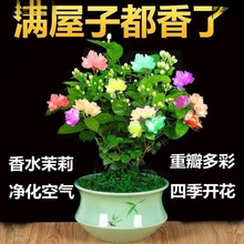 重瓣茉莉花盆栽室内四季开花观花植物阳台花卉驱蚊净化空气绿植苗