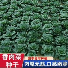新品香肉菜种子北京肉肉菜籽香糯好吃速生耐寒耐热秋冬农家青菜籽