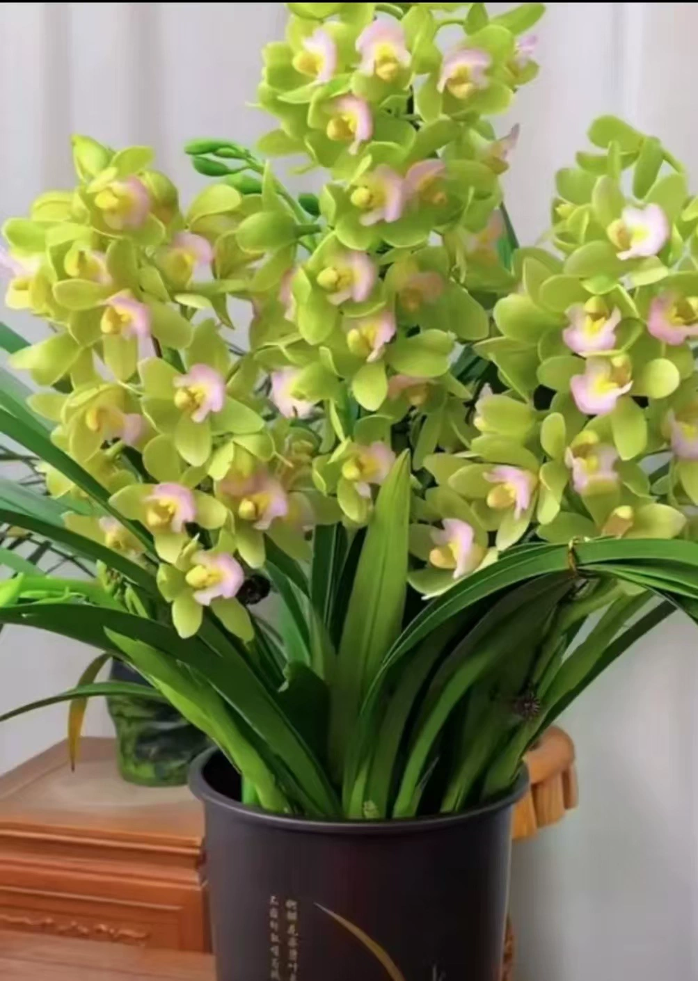 Орхидея парфюмерная орхидея 8-10 рассады цветет в горшках, цветы и зеленые растения ароматны и легко выращиваются в помещении.