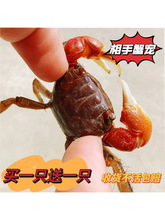 相手蟹宠物相守蟹活体相手蟹大号观赏蟹迷你宠物蟹摆摊小朋友萌宠