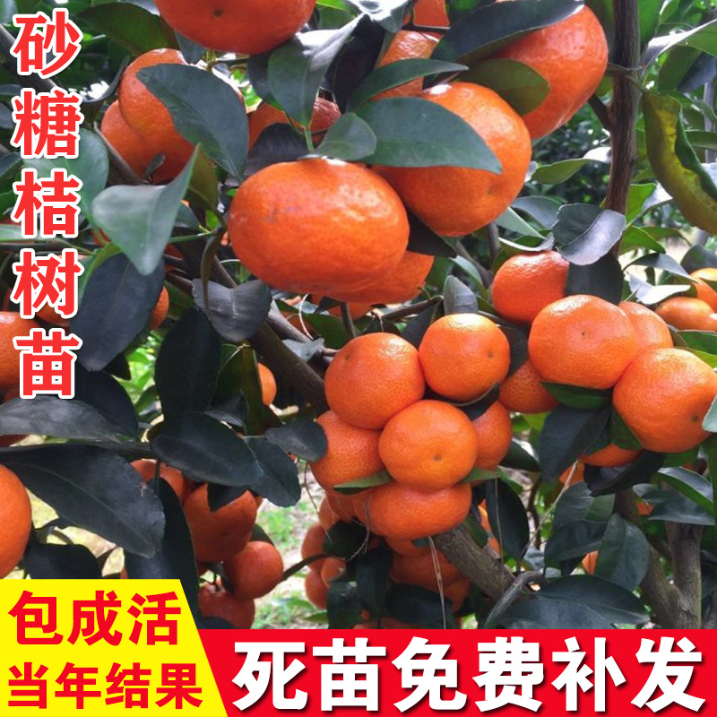 Shatangju Sapling Potted plant South North plant Orange Sapling Mandarin Fruit tree Grafted Sugar Orange