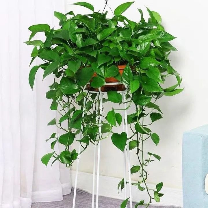 Large Potted Green Plants with Long Vines for Hanging, Suitable for Offices, Easy-To-Care-For Hydroponic Flowers, Long-Stemmed Climbing Plants