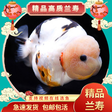 �����ʡ����ٽ��㵭ˮ��������㴿�ֹ���̩ʨС��������������