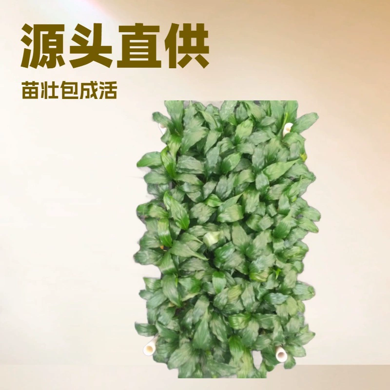 Зеленые растения для домашнего офиса, красивые листья, белые каллы, белые каллы напрямую от производителя, ландшафтный дизайн, цветочные композиции, рассада из тканевых культур оптом, многолетние растения