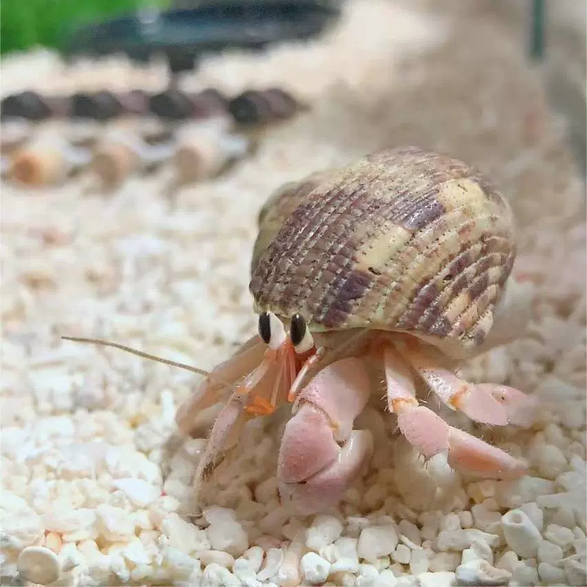 Мини-ленивый краб-отшельник, подарок на день защиты детей, декоративный питомец, простой в уходе для наземного аквариума для начинающих.