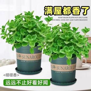 Potted Succulent Plants with Edible Mint and Rosemary, Indoor Living Room Tabletop Mosquito-Repellent Herbs