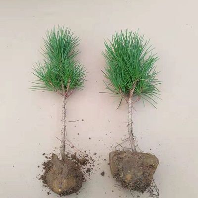 黑松树苗 黑松小苗 四季常青盆景素材植物苗绿化各种规格苗木批发