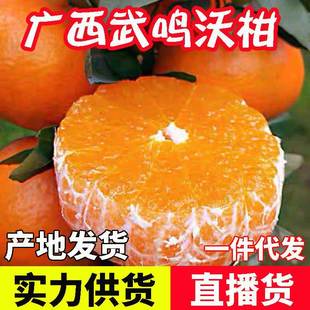Guangxi Wumingwo цитрусовые цитрусовые апельсиновые апельсиновые фрукты свежего сезона теперь собирают фрукты продукта