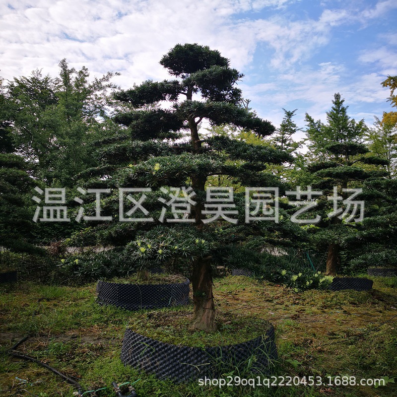 成都批发规格造型罗汉树提供品种工程苗详情来电咨询造型罗汉松