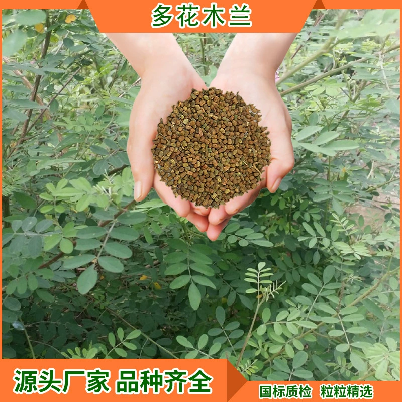 Кустарники для ландшафтного дизайна, водостойкие растения для предотвращения эрозии почвы, семена деревьев, многокрасковые магнолии, растения в горшках