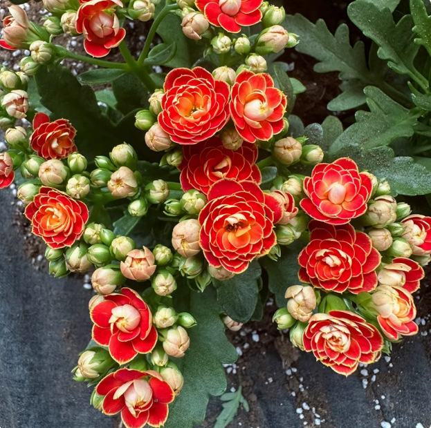 Semillas de flores de larga vida, plantas en maceta en el balcón interior y exterior, flores fáciles de vivir, semillas de flores silvestres en todas las estaciones