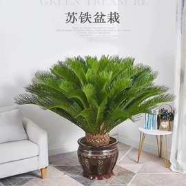 铁树盆栽树苗铁树小苗盆景室内外庭院植物四季常青办公室大型绿植