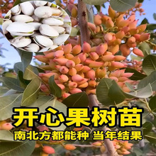 �����_�Ĺ����ϱ����Nֲ���箔��Y���_�Ĺ��������Ե��԰�����