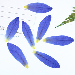Water lily petals water lotus flower dried flower embossed material diy wholesale plant specimens dried flower photo frame painting bookmark desk lamp