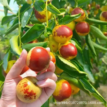 ����Y�����ԗ�����������ˮ����ͥԺ��ֲ�t���½�������󗗘�