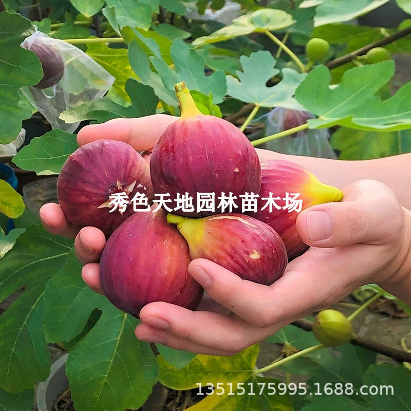 Чрезвычайно морозостойкие саженцы красного инжира на балконе