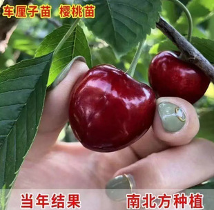 ܇���Ә������ڙ��Ҙ��簫���ش�޽ӹ���ͥԺ���F�ϱ����Nֲ����