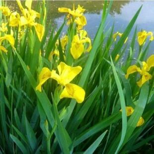 �S���������{���Sβ�����²�ˮ�����ܶ������޸�ֲ���͝��׻�