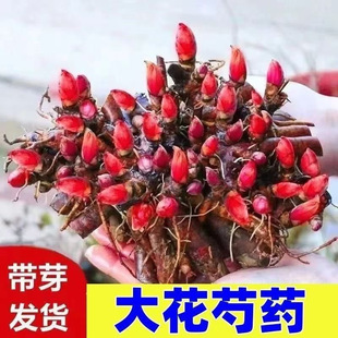 Authentic Double-Petaled Peony Root Flower Seedlings with Buds That Bloom in All Seasons, Potted Plants for Balcony and Courtyard, Green Plants That Are Cold and Heat Resistant