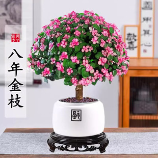 Golden Branches and Jade Leaves Potted Hydroponic Succulent Plants Indoor Florals Office Old Pile Green Plants Purify and Grow Succulent Bonsai