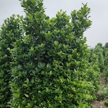 ���ذl؛ ���z�� �ڽ��� �L�~�� ���~�� ˮʯ�� �G�����̈�r