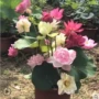 盆栽水培水养大型苗