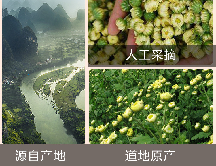 Tai Ju Chrysanthemum Buds (Chrysanthemum morifolium) — Dried Flower Tea, 35g Jar in use