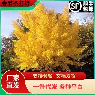 һ�����l���~�y�Ә���׹�����ͥԺ�e���G����ľ�е����y�Ӵ����