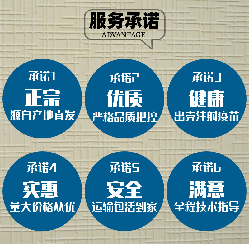 三黃雞描述-2.png