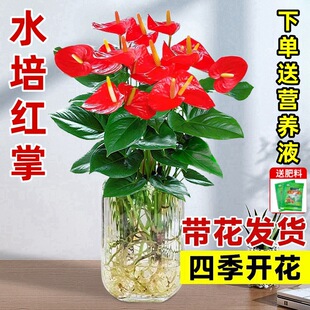 Hydroponic Anthurium and White Palm Potted Plants Are Smooth Sailing, Flower Plants Are Easy to Grow Indoors, and Green Plants Are Lucky and Bloom in All Seasons
