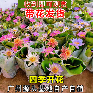Water Lily Hydroponic Plant Lotus with Flowers Balcony Courtyard All Year Round Water-Raised Florals Potted Pond Lotus Root Block Flower Seedlings