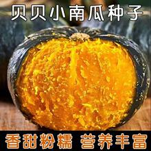 高产绿贝贝迷你小南瓜种孑板栗农家蔬菜籽四季苗春秋蔬菜种子