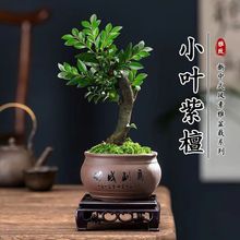 С�~��̴�辰�䘶ֲ���Ϙ����Ժڹǲ�͏d�����҃ȾGֲ���B���G��