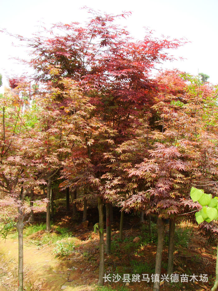 红枫