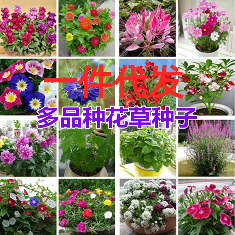 Поколение электронной коммерции луковицы тюльпанов луковицы гиацинта чаша семена лотоса костюм Клубника костюм Семена овощей цветы