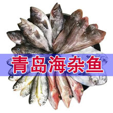 青岛海杂鱼多种混搭新鲜海捕海鱼鲳鱼米鱼黄花鱼鲅鱼红头鱼红娘鱼
