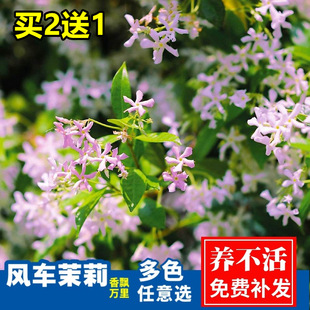 Pink Windmill Jasmine Climbing Plant Large Seedlings Courtyard Cold and Heat Resistant Indoor and Outdoor Balcony Potted Florals Bloom in All Seasons