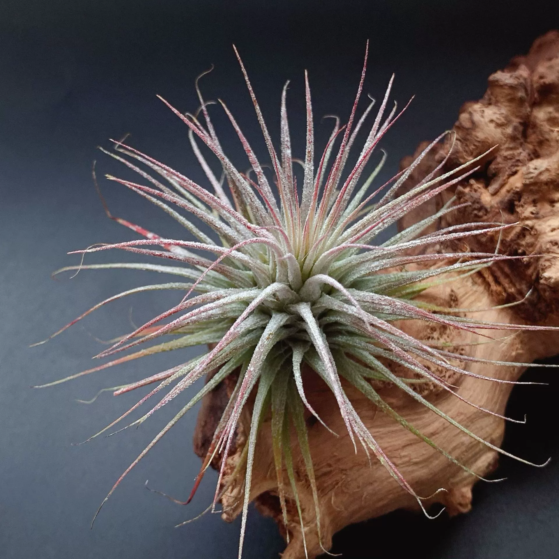 Букет мексиканских эльфов, прямые поставки от производителя эльфов, базовая прямая доставка, воздушный ананас, растения без почвы, оптом