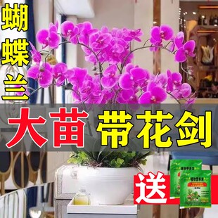 �����m���玧���������������m������͏d�҃�ֲ�ﻨ���ļ������l
