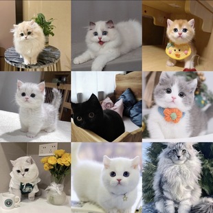 Чистокровные кукол кошки котят британские короткие голубые кошки в прямом эфире