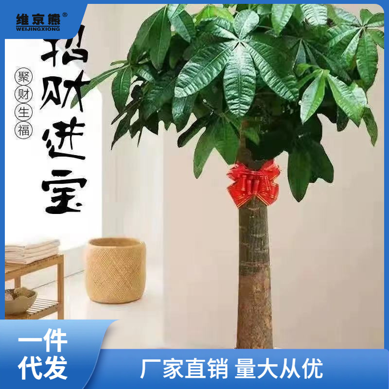 Money Tree, Big Money Tree Potted Plant, Large Living Room, Large Green Plant, Indoor Large Plant, Indoor and Outdoor Bonsai to Purify the Air
